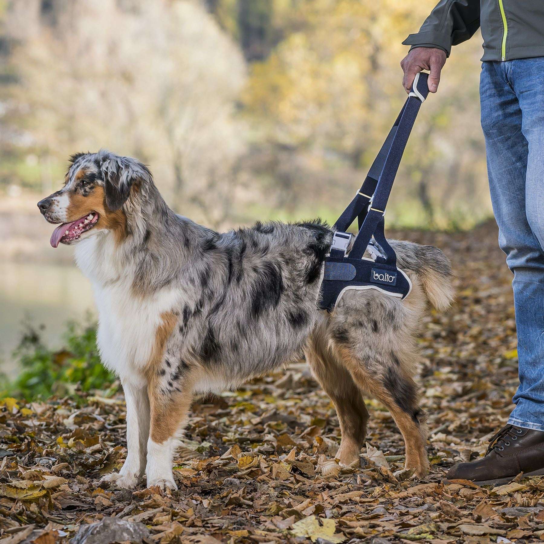 Supporto per anca posteriore per cani